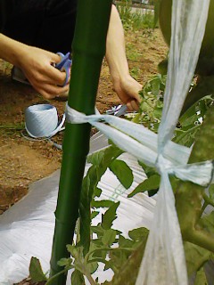 090603_1710~03himo