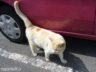 貫禄たっぷり