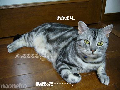 腹減り猫