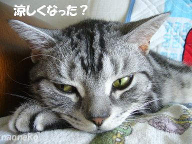 ナオちゃん