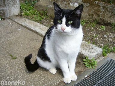 ノラさん