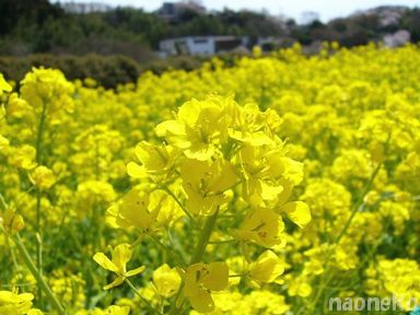 菜の花ア〜ップ