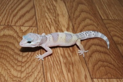 マキュラリウス