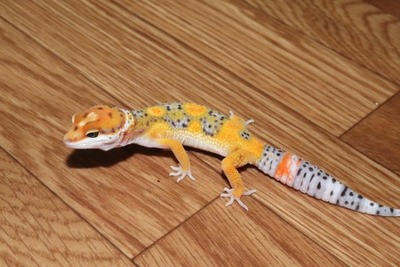 サイクスサンバースト