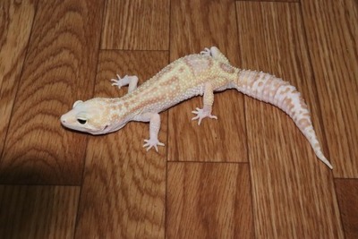 スノータイフーン