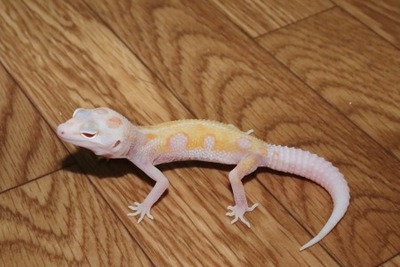 ドリームシクル