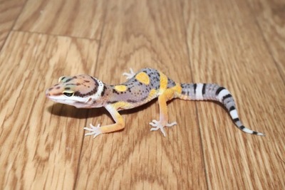 ジャイアントhetラプター