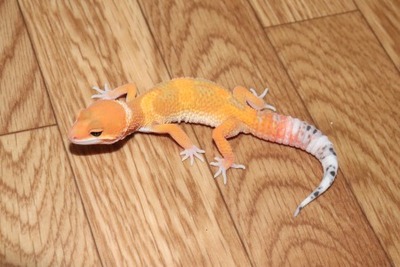 ブラッドスーパーハイポタンジェリン