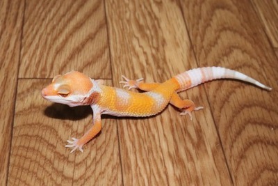 トレンパーサングロー