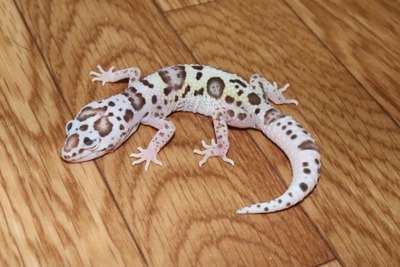 ブラッドサッカー