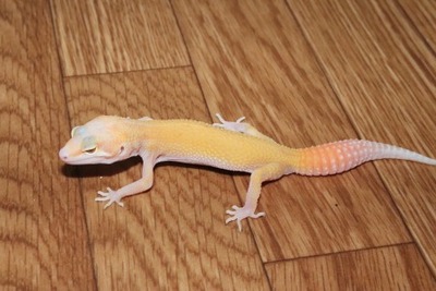 ゴジラジャイアントラプター