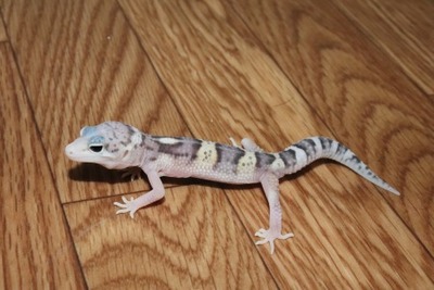 スノーエクリプス