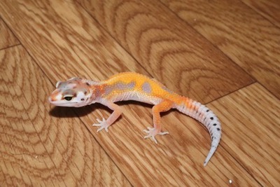 ｗ＆ｙタンジェリン