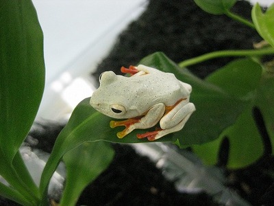 ガマガエルページ ガマガエルページ 1a102135-s.jpg