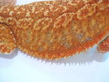 レッド5