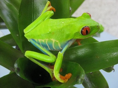 新着UP＆新刊 : 爬虫類倶楽部ファームブログ