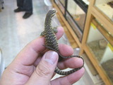 チモール1
