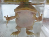 バジェット2