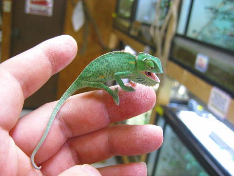 大人気カメレオン入荷 爬虫類倶楽部