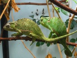 IMG_0684