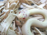 バナナアルビノ5
