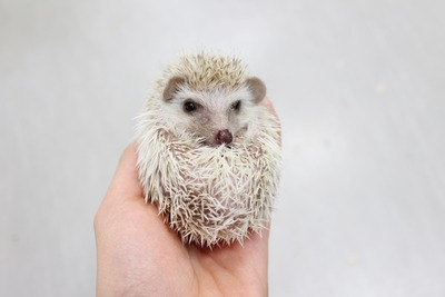 ハリ シナモン