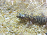 ヨルトカゲ4