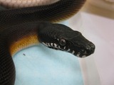 IMG_4528