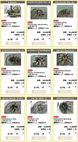 と*け様 新タランチュラ Page & Plant In Japan 6CD+1 田名網 敬一/Blessing of The Forest 森の祝福 – NANZUKA Online Store