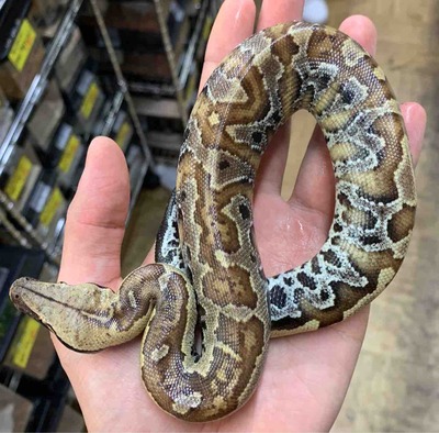FullSizeRender