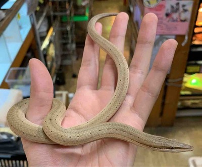 FullSizeRender
