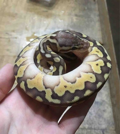 FullSizeRender