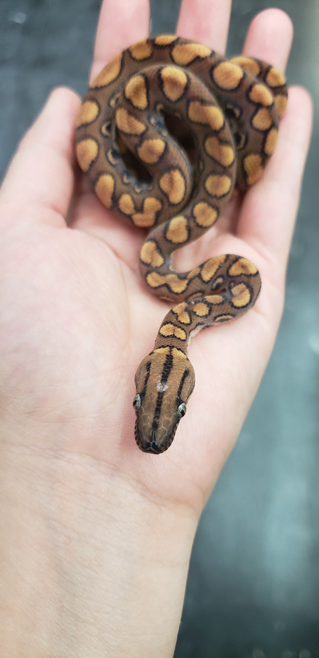 ブラジルレインボーボア ガイアナ産3