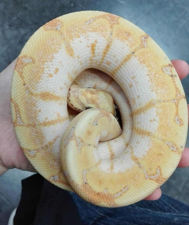 バナナスパイダー