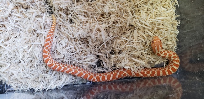 シシバナ レッドアルビノ7