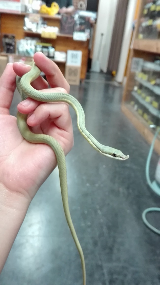 バロンコダマヘビ