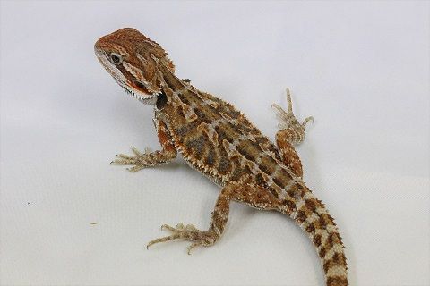 IMG_1371