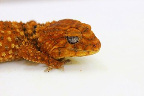 IMG_1776
