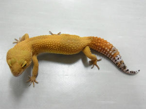 RIMG0512