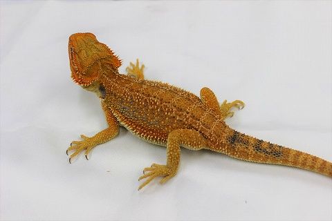 IMG_1374