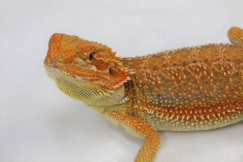 IMG_1376