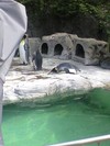 ペンギン