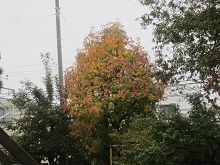 IMG_9133