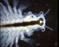 ARTEMIA