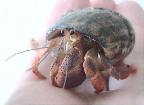 Coenobita_clypeatus1