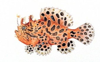 Antennarius_striatus