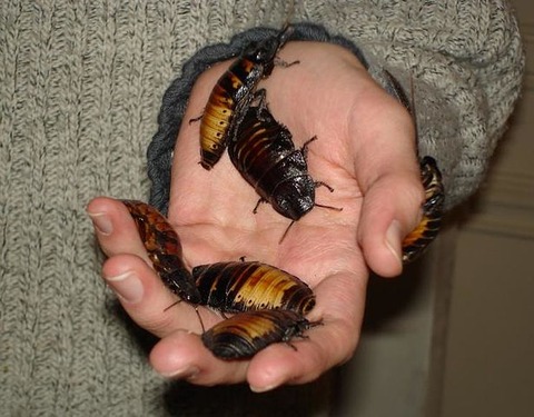 615px-Roachies