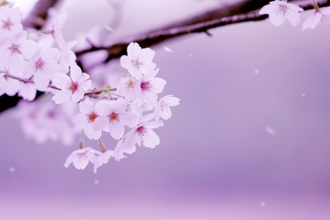 桜花