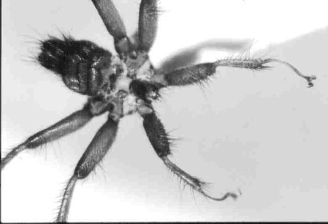monoceros5139sw