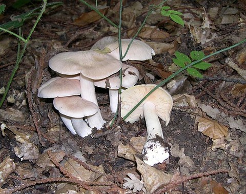 609px-Entoloma_sinuatum_group